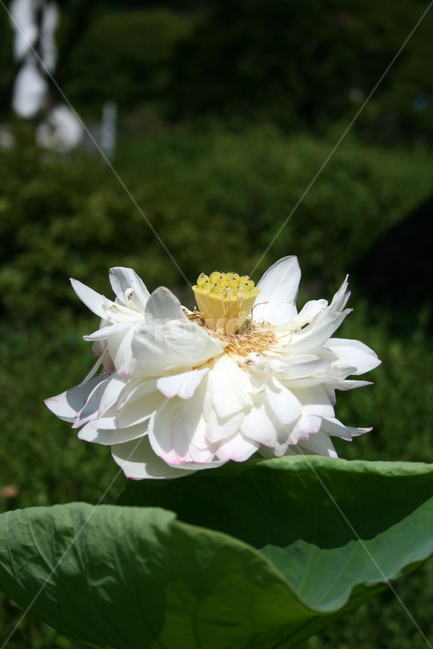 연꽃,연잎,식물,flower,plants,nature,꽃,꽃봉오리,연못,식물,자연,plants,nature,꽃,flower