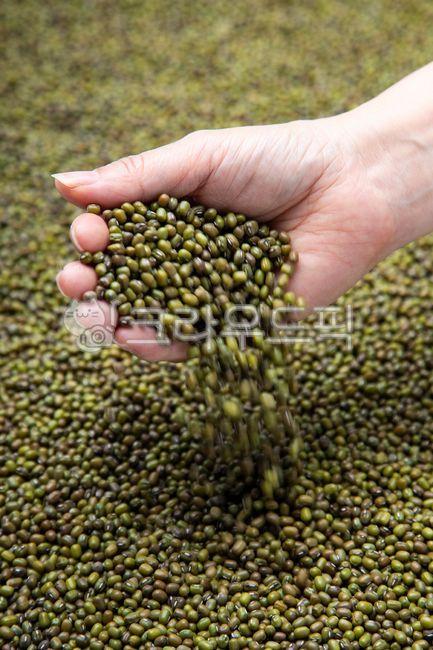녹두,녹두전,빈대떡,곡식,잡곡,식품,음식,건강,식물,손,mungbean,pancake,grain,multigrain,foodwind,food,health,healthfood,plant,hand