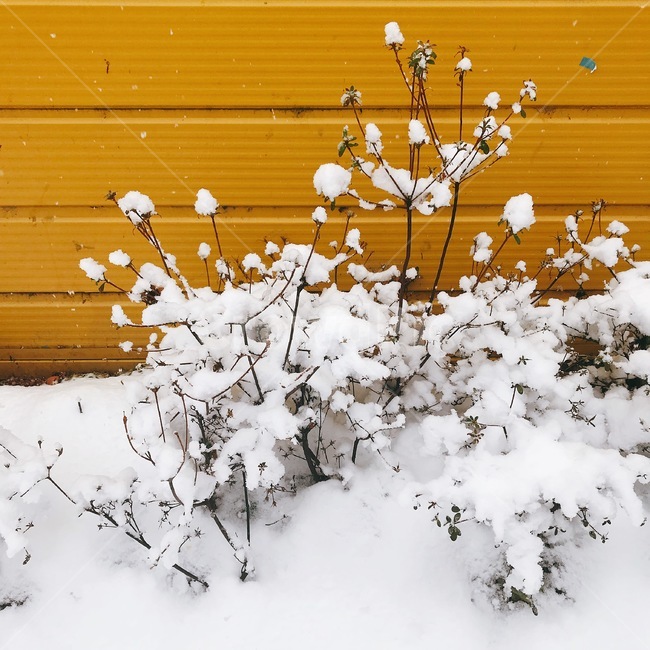 plant,식물,flower,blossom,꽃,petal,꽃잎,겨울,겨울풍경,겨울꽃,snow,white,겨울왕국,winterscenery,winter,눈쌓인,눈꽃,눈밭,한겨울,nature,자연,설경,눈오는날,겨울,계절,winter,season