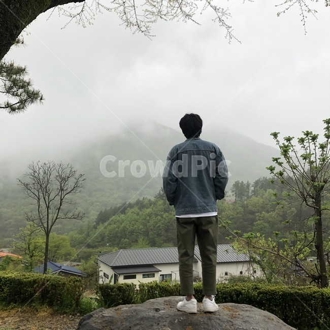 안개,구름,숲,자연,경치,나무,경치구경,자연구경
