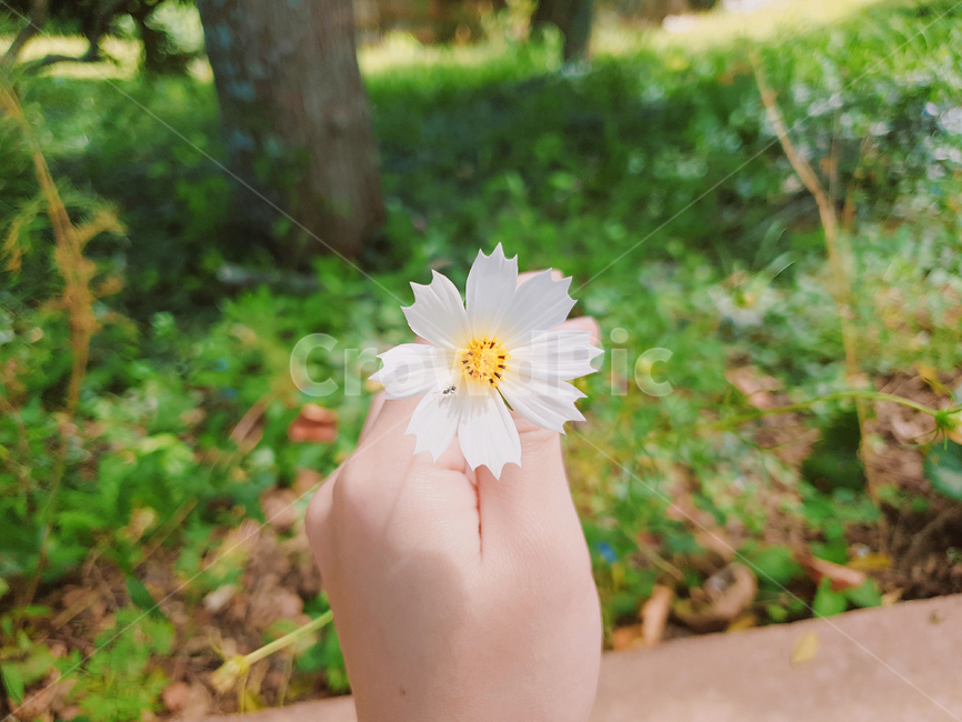 코스모스,흰색코스모스,flower,꽃,cosmos,사람손,손,왼손,식물,자연,plants,nature,꽃,flower