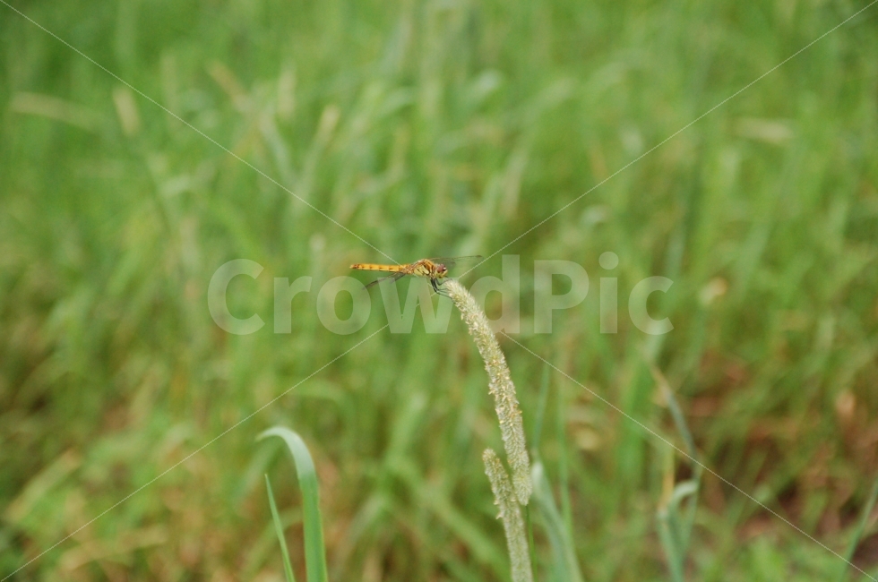 가을,잠자리,풍경,휴식,쉼,동물,animal,곤충,벌레,insect,bug