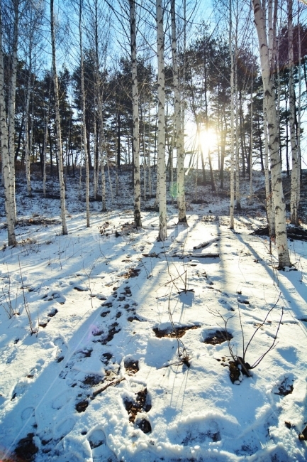 landscape photography,forest,snow scene,light photography,sunshine,backlight,winter,scenery,trees,inje,winter trip,plants,birch forest,season,wood,seasons,nature,tree,emotion photo,sunlight,emotion,light,snow,winter landscape,backlight photo,travel,inje b