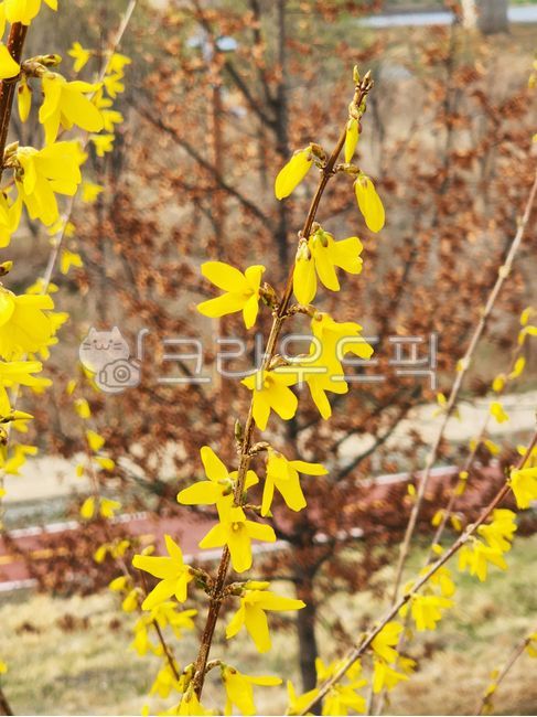 봄, 나들이, 봄나들이, 꽃, 4월, 사진,이미지,일러스트,캘리그라피 - raral작가