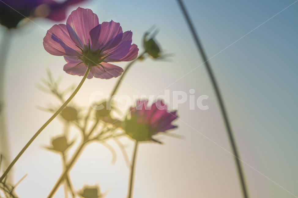 꽃,가을,계절,생명,생물,플라워,flower,코스모스,plant,식물,가을,계절,fall,autumn,season,식물,자연,plants,nature,꽃,flower