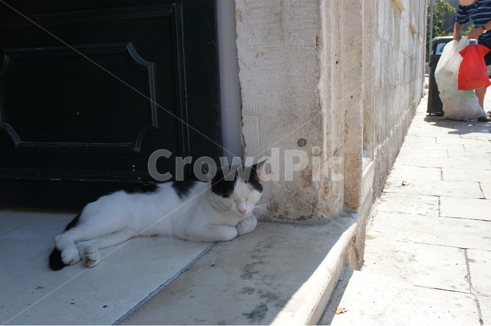 길고양이,고양이,낮잠,그늘,오후,cat,동물,animal,포유류,mammal,고양이,cat,kitten,kitty
