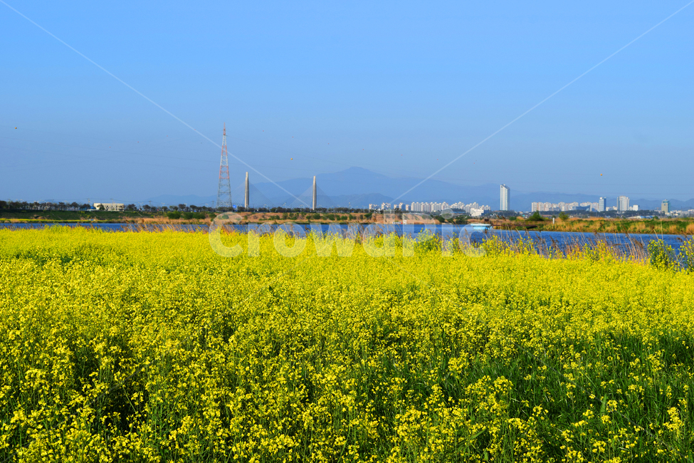 나주,영산강가,유채꽃,유채꽃밭,봄,자연,풍경,nature,landscape,식물,plants,꽃,flower,grassland,목초지,outdoors,옥외,field,들,meadow,rural,농촌,farm,농장