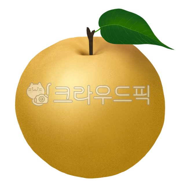 음식,food,과일,fruit,식물,plant,배,배즙,명절과일,추석,추석과일,명절,건강,환절기,배일러스트,호흡기,나주배,가을과일,배그림