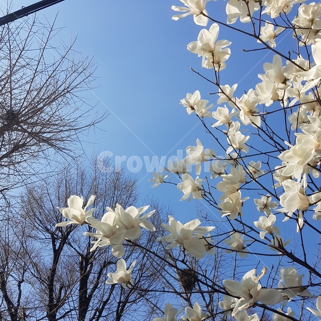 꽃,목련,봄,흰색,나무