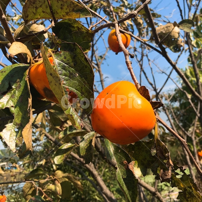감,가을,홍시,주황색,자연,식물,식물,자연,plants,nature,과일,열매,fruit