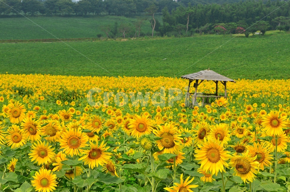 고창청보리밭,청보리밭,해바라기밭,고창해바라기밭,정자,plant,식물,blossom,flower,꽃,여름,계절,summer,season,자연,풍경,nature,landscape