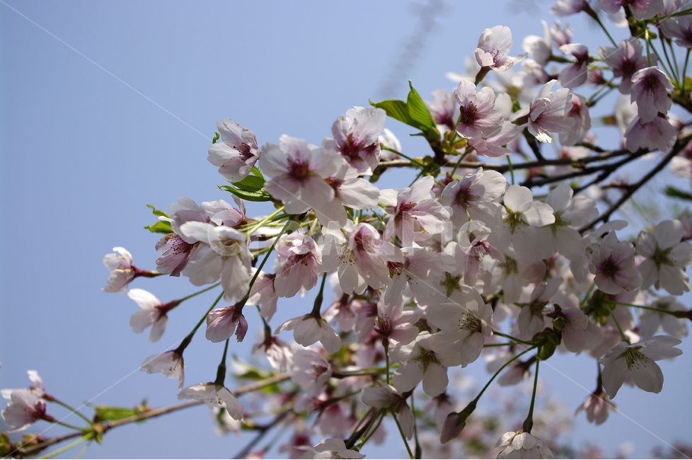 벚꽃,봄,봄날,봄풍경,봄꽃,감성,spring,flower,분홍색,봄,계절,spring,season,식물,자연,plants,nature,꽃,flower,plant,blossom