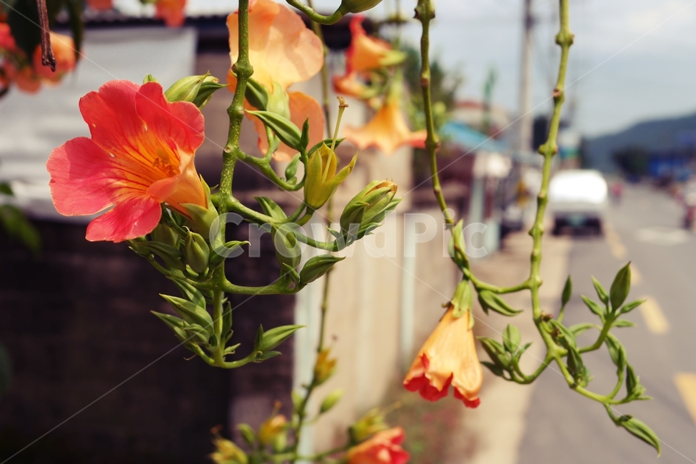 능소화,여름꽃,여름,주황색꽃,주황,꽃송이,넝쿨,꽃,orange,green,flower,plant,blossom,감성,식물,자연,plants,nature,꽃,flower
