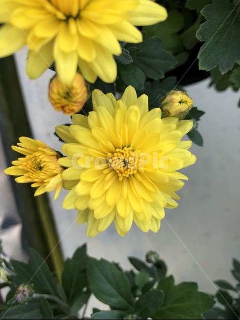 국화,꽃,flower,blossom,국화꽃,식물,plant,greenhouse,온실,분화,화분,식물,자연,plants,nature,꽃,flower