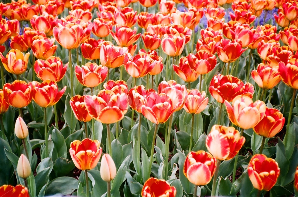 꽃,튤립,자연,꽃밭,flower,nature,봄,계절,spring,season,식물,자연,plants,nature,꽃,flower,plant