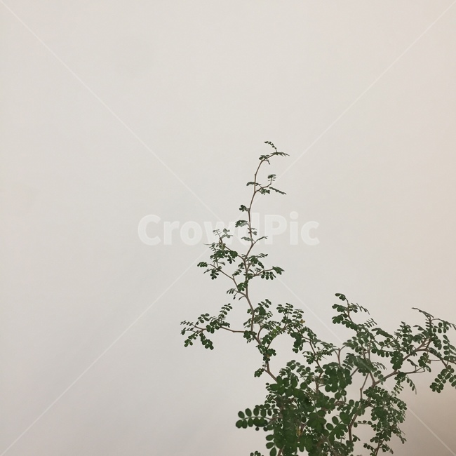 식물,올리브나무,인테리어,공간,녹색식물,홈가드닝,카페