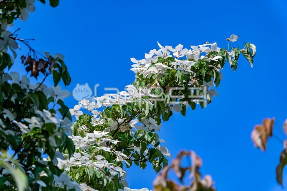 산딸나무,산딸나무꽃,봄꽃,취과,자연,식물,nature,플라워,flower,plants,cornuskousa,봄,spring