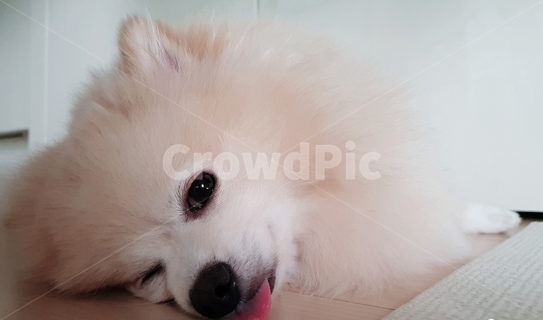 포메라니안,강아지,반려동물,반려견,귀염둥이,동물,animal,포유류,mammal,개,강아지,dog,doggy