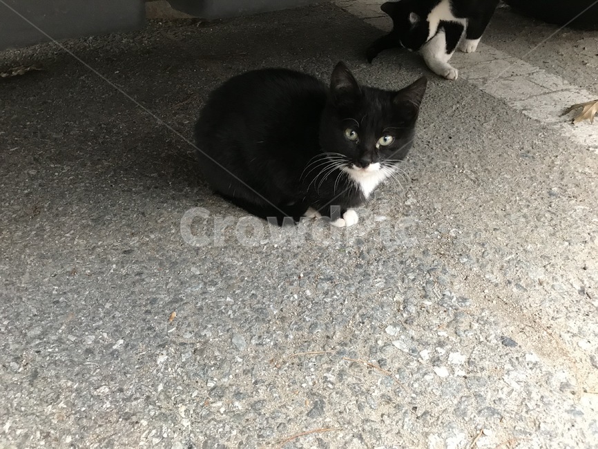 고양이,동물,귀요미,평온,cat