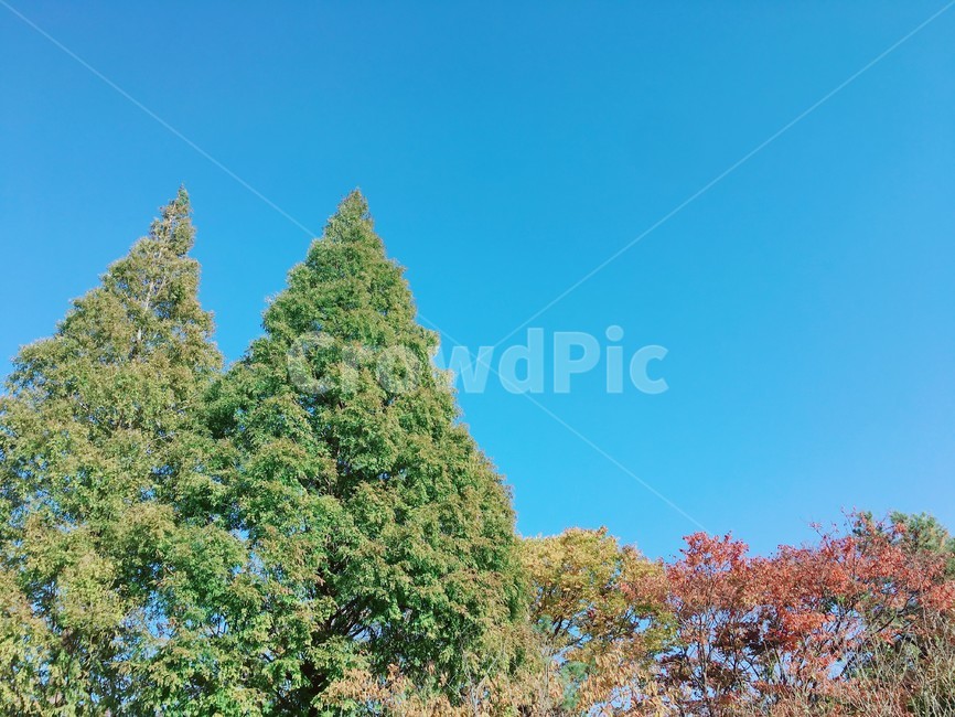 하늘,알록달록,sky,colorful,나무,tree,가을,autumn