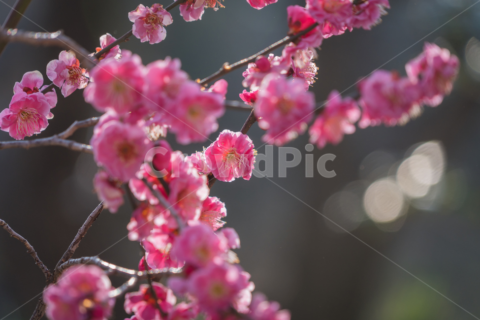 매화,홍매화,봄,꽃,자연,햇살,나무,하늘,봄,계절,spring,season,식물,자연,plants,nature,꽃,flower,plant