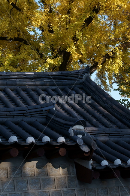 가을,궁궐,낙엽,기와,전통,단풍,koreatraditional,koreapalace,autumn,koreaautumn,autumnleaves,nature,colorful