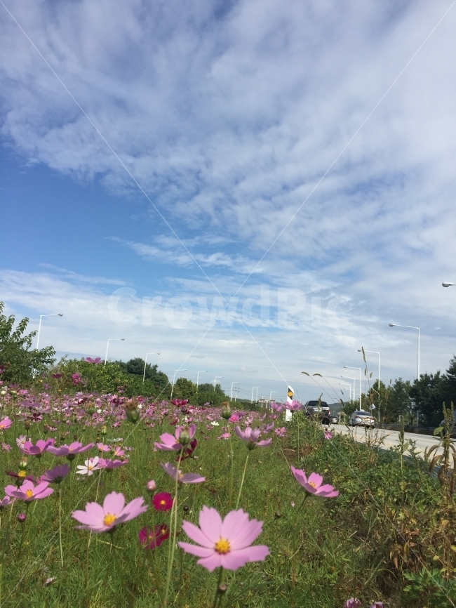 자연,코스모스,하늘,자연경관,풍경,가을하늘,파란하늘,소풍,들판,꽃,시골길,가을방학,가을,계절,fall,autumn,season,자연,풍경,nature,landscape,식물,plants,꽃,flower,outdoors,옥외,blossom,plant,petal,꽃잎