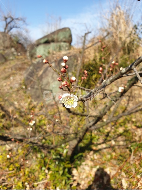 하동,꽃,햇살,따스함,이쁨,식물,자연,plants,nature,꽃,flower