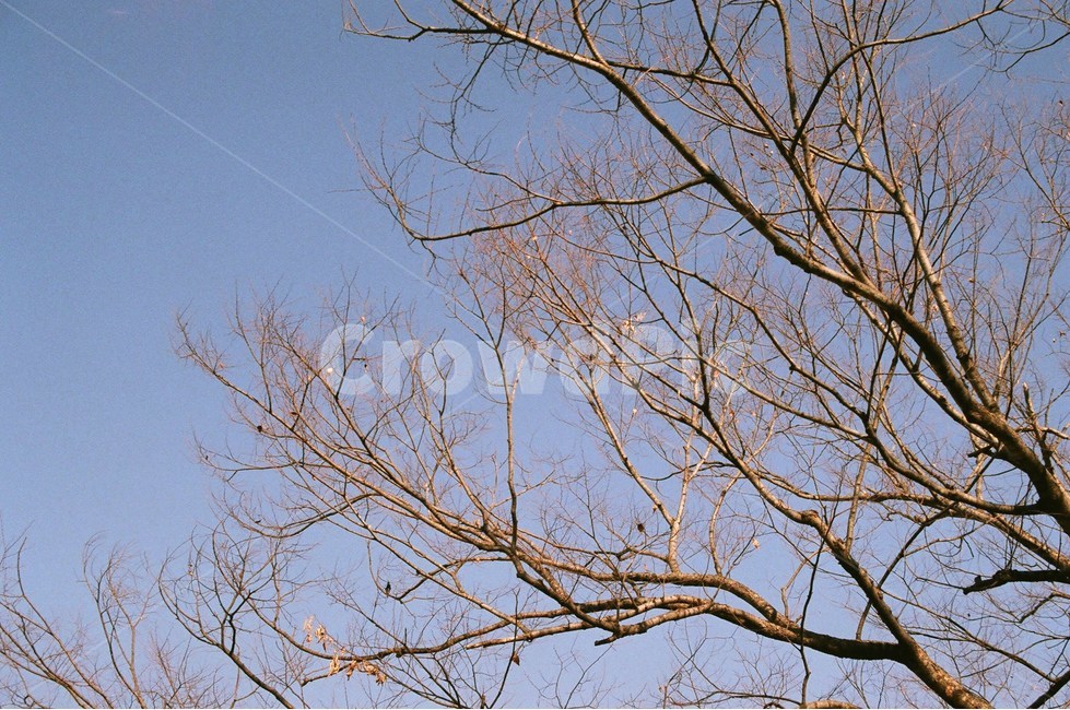 자연,앙상한나무,맑은하늘,맑은공기,일상,필름카메라,겨울,계절,winter,season,식물,자연,plants,nature,나무,trees,wood