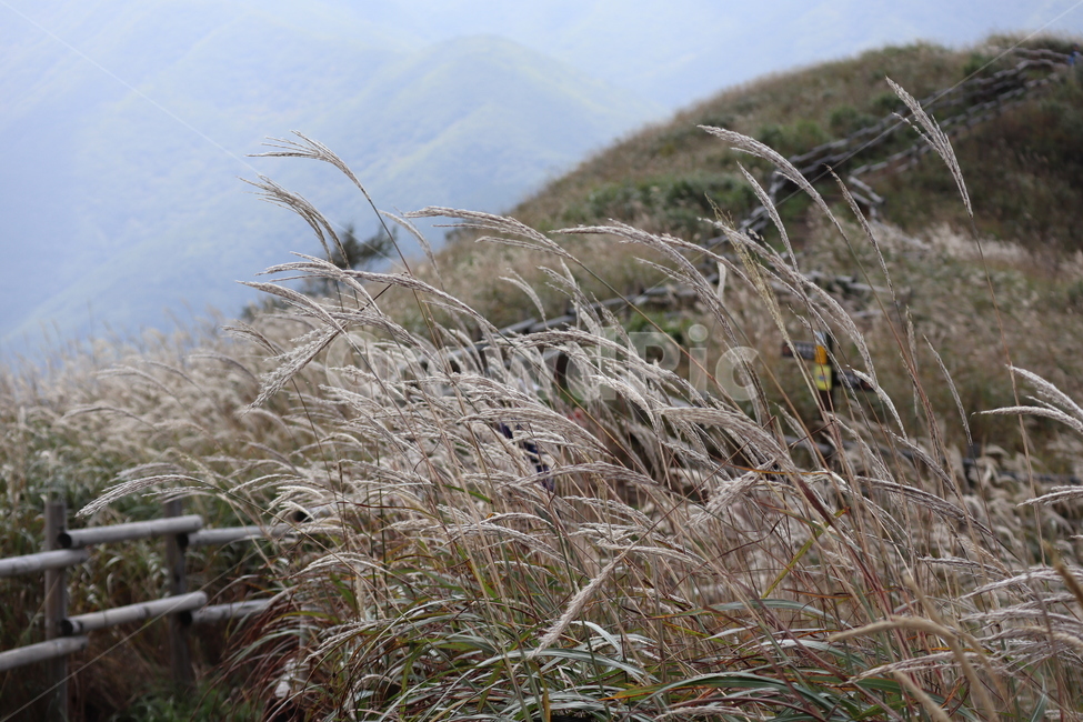 강원도,정선,억새,민둥산,등산,풍경,자연,식물,가을,계절,fall,autumn,season,grass,잔디,plant,lawn,reed,갈대
