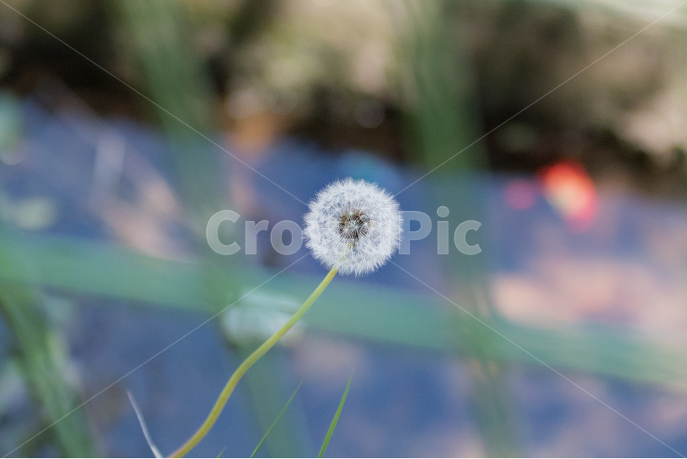 민들레,들꽃,봄풍경,봄꽃,꽃,식물,자연,plants,nature
