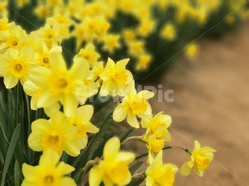 봄,봄꽃,수선화,수선화축제,spring,자연,노란수선화,식물,자연,plants,nature,꽃,flower
