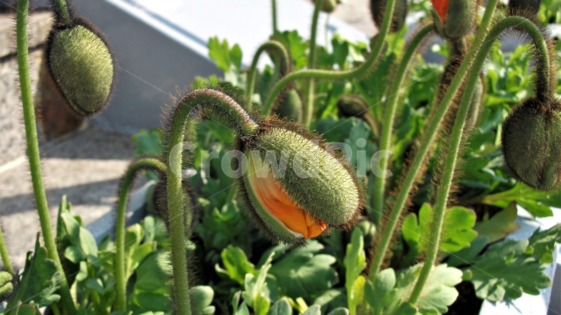 꽃,자연,식물,꽃잎,암술,수술,봄,spring,nature,bloom,petal,floral,scent,식물,자연,plants,nature
