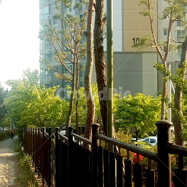 담,나무,연두빛,식물,그림자