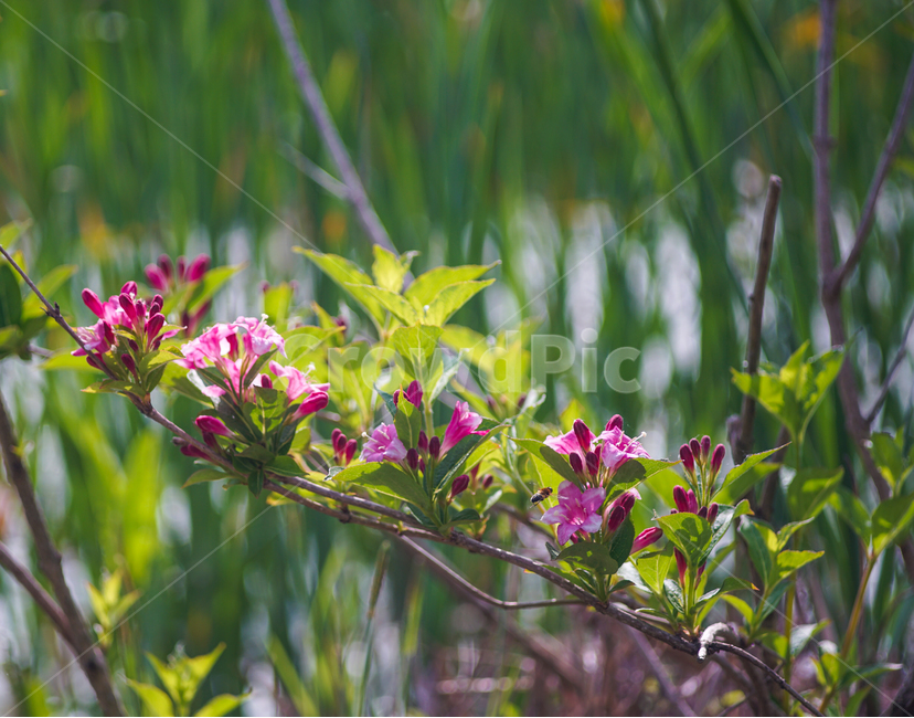 수생난,수생식물,호수,노랑꽃,왕송호수