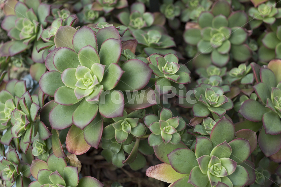 자연,식물,다육식물,잎,녹색,초록,plant,식물,자연,plants,nature