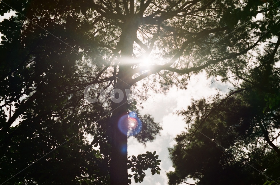 light,빛,flare,플레어,sunlight,햇빛,나무,tree