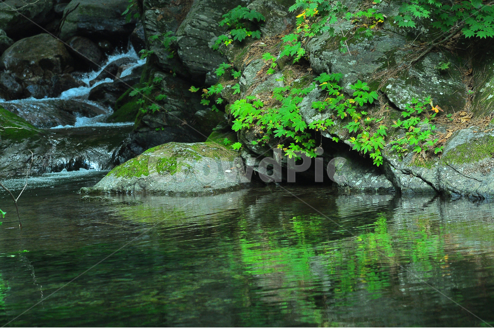 계곡,힐링,물,명산,시원함,cool,valley,healing,water,summer,휴식,쉼,맑은,흐르다,flow,mountain,폭포,waterfall,landscape,nature,자연풍경,자연,풍경,계절,시즌,rest,한국자연풍경,여름,비치다,반영,그림자,초본,풀,돌단풍,자연,풍경,nature,landscape,한국자연풍경,한국자연경관,korea nature landscape,plant,식물