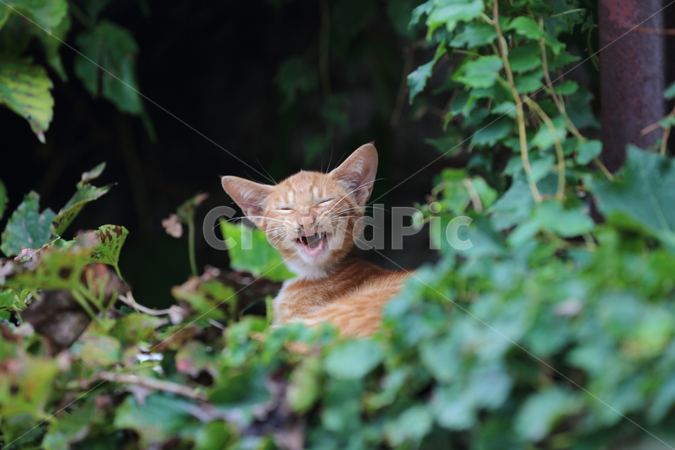 고양이,웃음,들고양이,동물,고양이웃음,동물,animal,포유류,mammal,고양이,cat,kitten,kitty