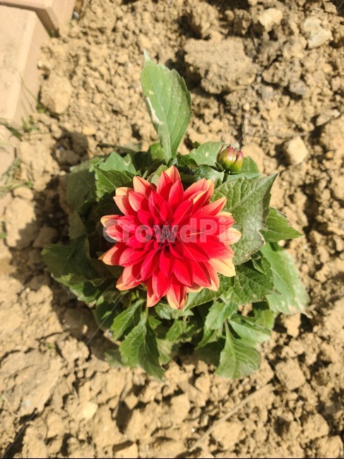 dahlia,달리아,plant,식물,flower,꽃