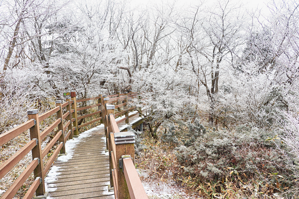 제주도,한라산,1100고지,한라산1100고지,설경,눈꽃,눈,겨울,snow,옥외,자연,다리,bridge,산책로,boardwalk
