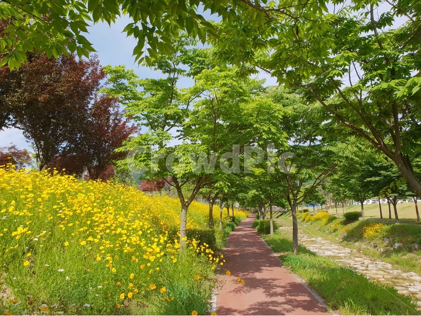 금계국,노랑,풍경,봄,꽃,나무,자연,풍경,nature,landscape,식물,plants,꽃,flower,나무,trees,wood,outdoors,옥외