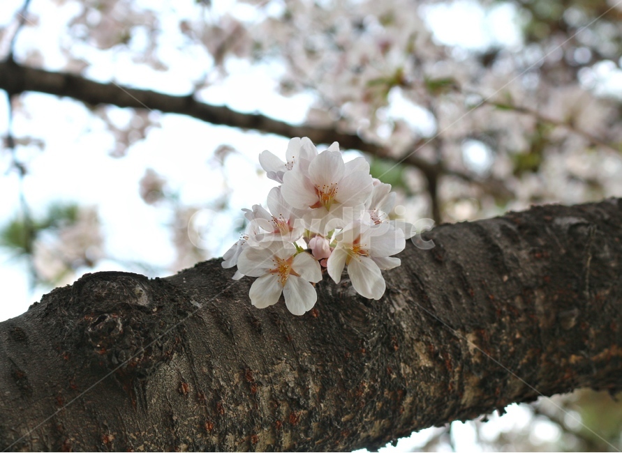 벚꽃,벚꽃축제,창원,진해,벚꽃나무,봄,계절,spring,season,식물,자연,plants,nature,꽃,flower,plant,blossom,cherry blossom