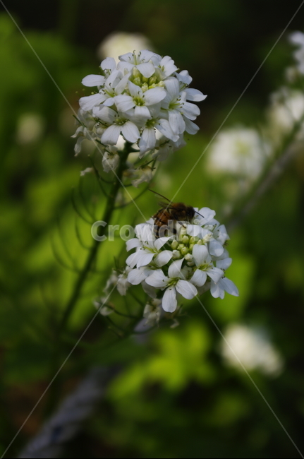 미나리냉이,꽃,flower,계절,봄,spring,식물,plant,자연,nature,식물,자연,plants,nature,꽃,flower