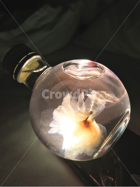 flashlight,술병,벚꽃잎,일본,라이트,사케,후레시,분위기,물,술,야간,밤,몽환적인,감성적인,light,sakura,authentic,night,alcohol,drinks,water