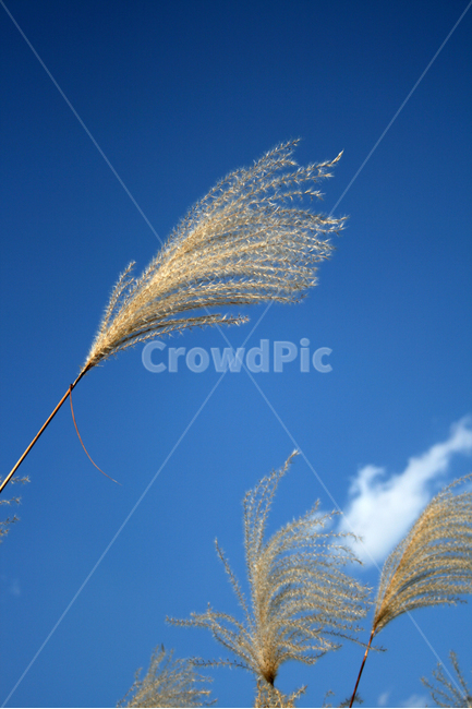 억새,하늘,구름,가을,바람,감성,가을,계절,fall,autumn,season,식물,자연,plants,nature,plant,grass,잔디,lawn,reed,갈대