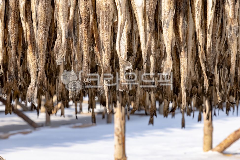 pollock,Pollock,winter,dynamic,Dried pollack,Hwangtae Deokjang,Dry pollack