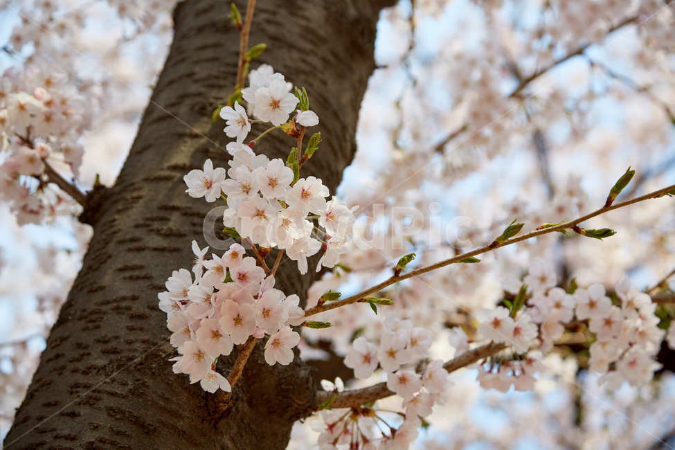 벚꽃,꽃,봄,꽃놀이,나무,봄,계절,spring,season,꽃,flower,plant,식물,blossom