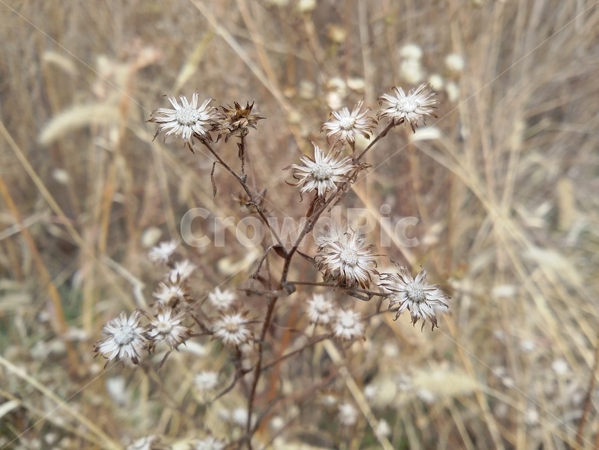 plant,식물,꽃,가을,자연