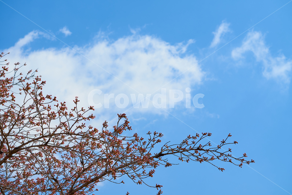 푸른하늘,벚꽃나무,꽃봉오리,구름,풍경,꽃나무,sky,landscape,봄,spring,계절감,cloud